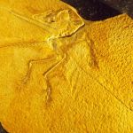 13_Willibaldsburg_Eichstätter_Exempl_Archaeopteryx lithographica